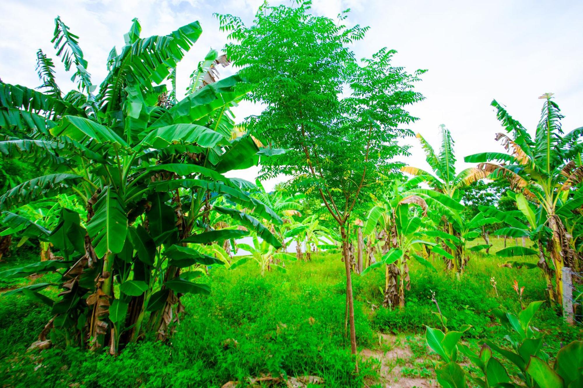 Phong Nha A Little Leaf Homestay Luaran gambar