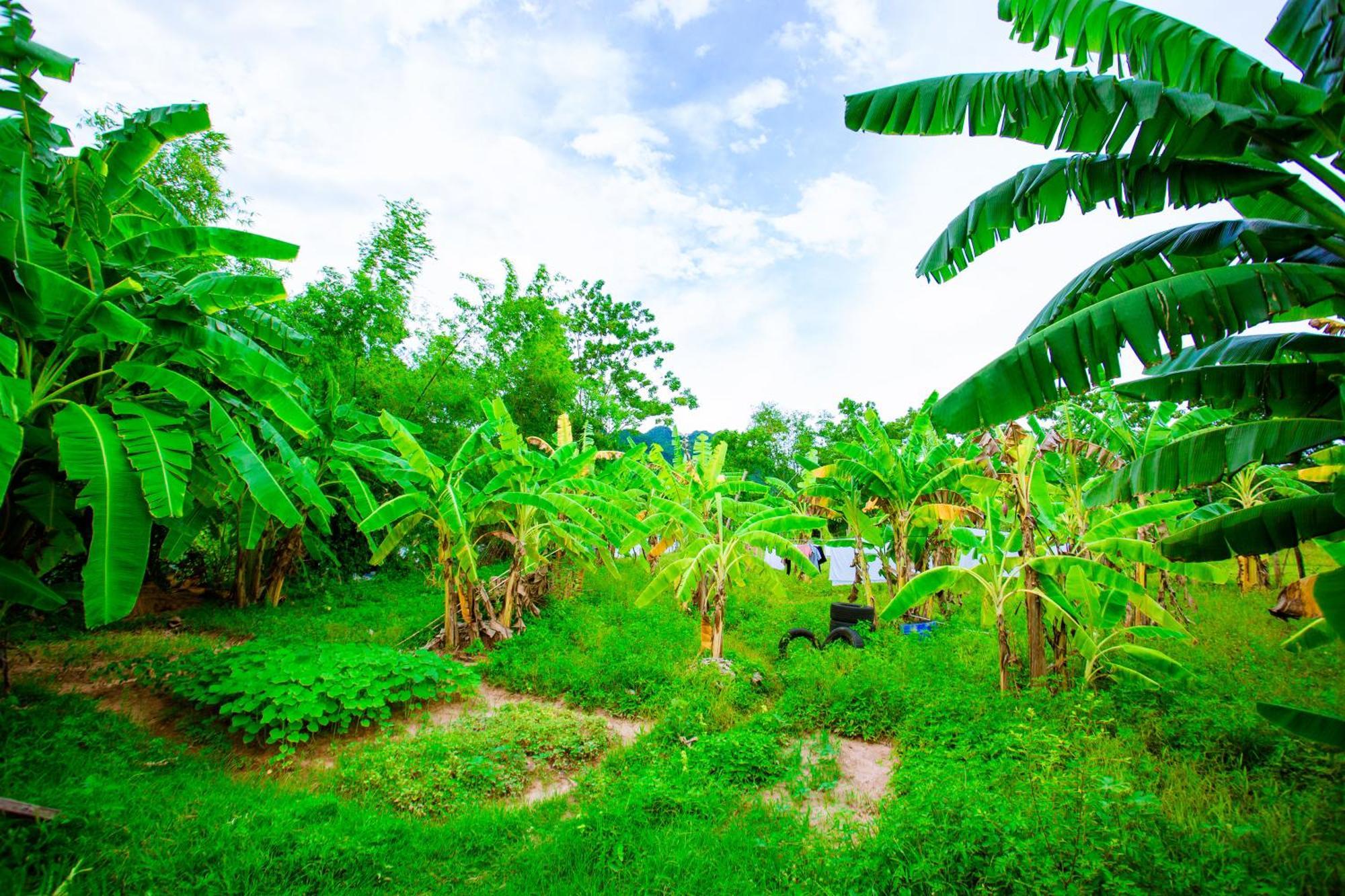 Phong Nha A Little Leaf Homestay Luaran gambar